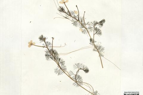 Ranunculus circinatus Sibth. -  RO-HSepv 18962 photo