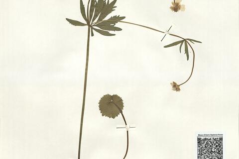 Ranunculus circinatifrons (Markl.) S. Ericsson  -  RO-HSepv 15999 photo