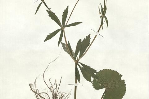 Ranunculus confinis (Markl.) S. Ericsson -  RO-HSepv 17908 photo