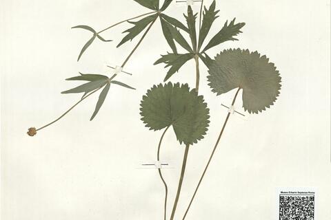 Ranunculus dispar (Markl.) S. Ericsson -  RO-HSepv 16000 photo