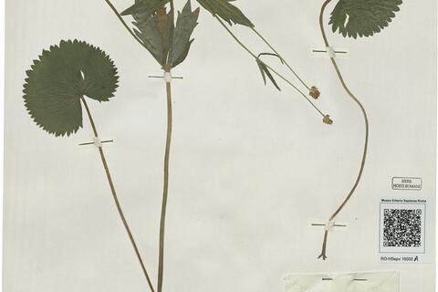 Ranunculus dispar (Markl.) S. Ericsson -  RO-HSepv 16000 - immagine 2