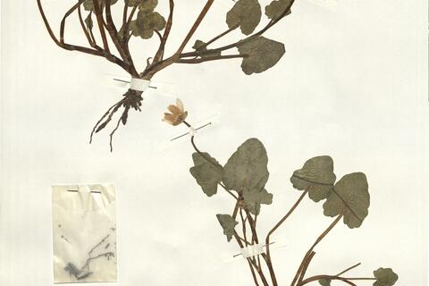 Ranunculus ficaria L. -  RO-HSepv 14036 photo