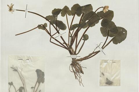 Ranunculus ficaria L. subsp. ficaria  -  RO-HSepv 17909 - immagine 2