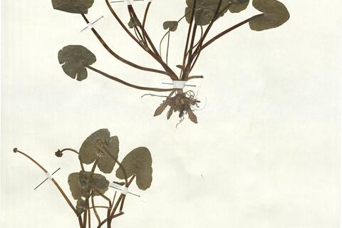 Ranunculus ficaria L. subsp. ficaria  -  RO-HSepv 17909 photo