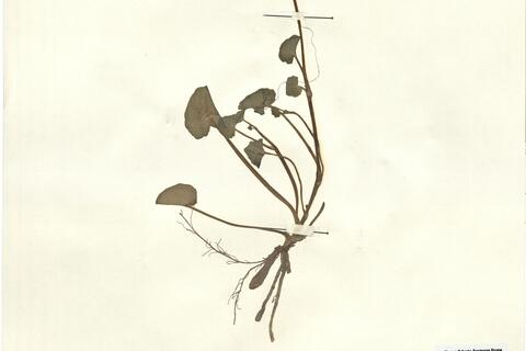 Ranunculus ficaria L. subsp. bulbilifer Lambinon -  RO-HSepv 15019 photo