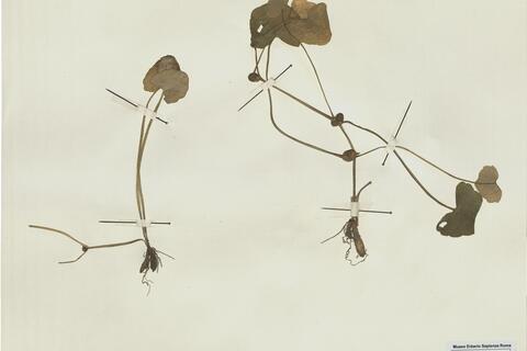Ranunculus ficaria L. subsp. bulbilifer Lambinon -  RO-HSepv 15019 - immagine 2
