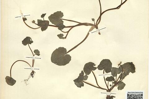 Ranunculus ficaria L. subsp. bulbilifer Lambinon -  RO-HSepv 12150 photo