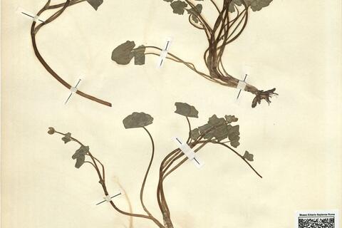 Ranunculus ficaria L. subsp. bulbilifer Lambinon -  RO-HSepv 11229 photo