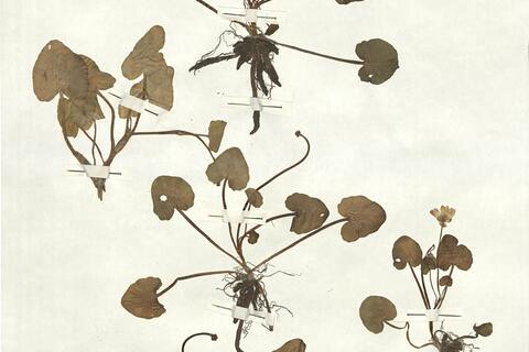 Ranunculus ficaria L. subsp. calthifolia (Reichenb.) Arcang. -  RO-HSepv 16910 photo