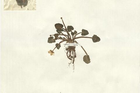 Ranunculus ficaria L. subsp. calthifolius (Reichenb.) Arcang. -  RO-HSepv 13070 photo