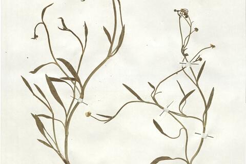 Ranunculus flammula L. -  RO-HSepv 18963 photo