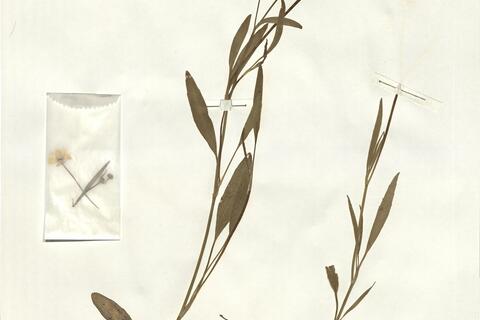 Ranunculus flammula L. -  RO-HSepv 14037 photo