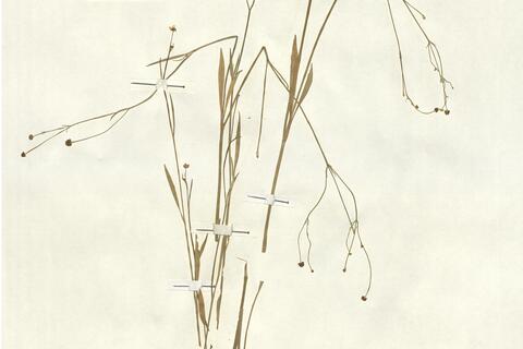 Ranunculus flammula L. -  RO-HSepv 13071 photo