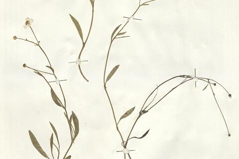 Ranunculus flammula L. subsp. flammula -  RO-HSepv 16002 photo