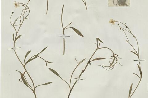 Ranunculus flammula L. subsp. flammula -  RO-HSepv 16002 - immagine 2