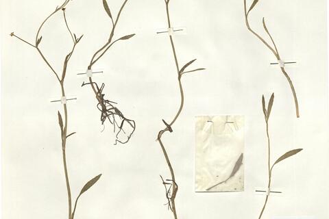 Ranunculus flammula L. subsp. flammula -  RO-HSepv 16001 photo