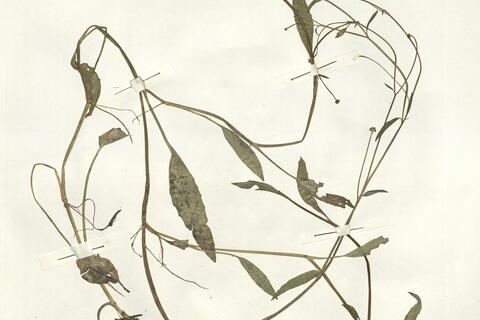 Ranunculus flammula L. subsp. flammula -  RO-HSepv 15020 photo