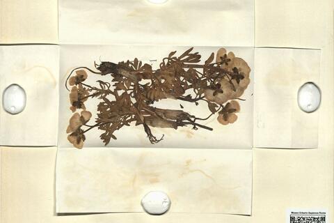 Ranunculus glacialis L. -  RO-HSepv 11230 photo