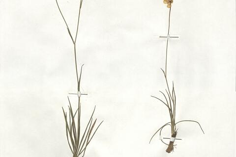 Ranunculus gramineus L. -  RO-HSepv 18964 photo