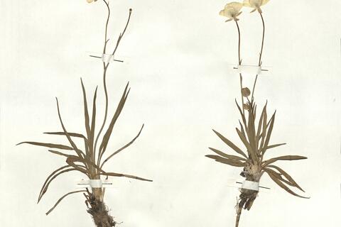 Ranunculus gramineus L. -  RO-HSepv 16911 photo