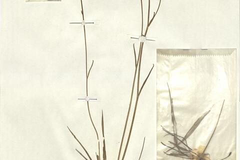 Ranunculus gramineus L. -  RO-HSepv 13072 photo