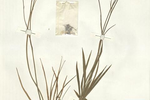 Ranunculus gramineus L. var. linearis DC. -  RO-HSepv 15021 photo