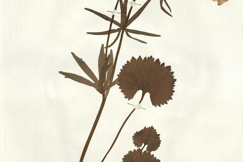 Ranunculus grossidens W. Koch ex Brodtbeck -  RO-HSepv 16003 photo