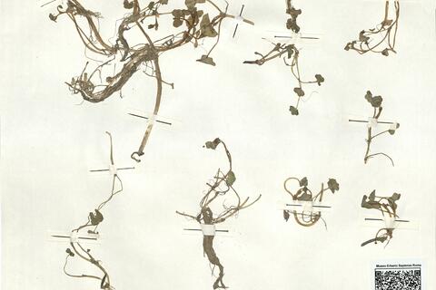 Ranunculus hederaceus L.  -  RO-HSepv 16912 photo