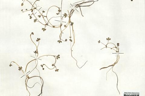 Ranunculus hyperboreus Rottb. -  RO-HSepv 18965 photo