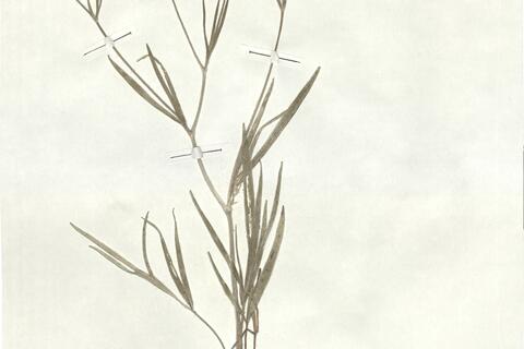 Ranunculus illyricus L. subsp. illyricus -  RO-HSepv 17910 photo