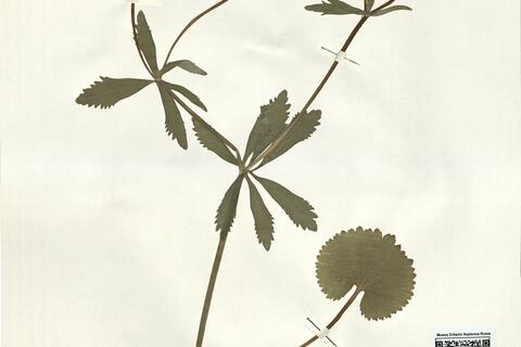 Ranunculus imitans (Markl.) S. Ericsson -  RO-HSepv 16005 photo