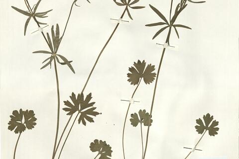 Ranunculus juratensis Brodtbeck -  RO-HSepv 16006 photo