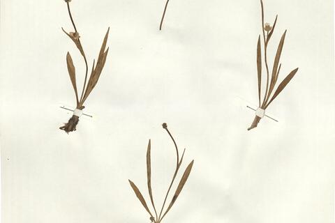 Ranunculus kuepferi Greuter & Burdet -  RO-HSepv 14038 photo