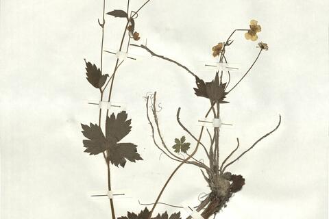 Ranunculus lanuginosus L. -  RO-HSepv 16913 photo