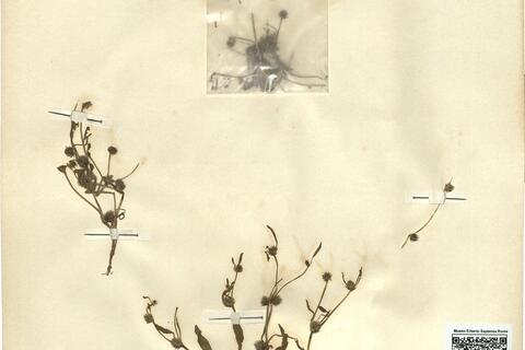 Ranunculus lateriflorus DC. -  RO-HSepv 12151 photo