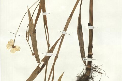 Ranunculus lingua L. -  RO-HSepv 17911 photo