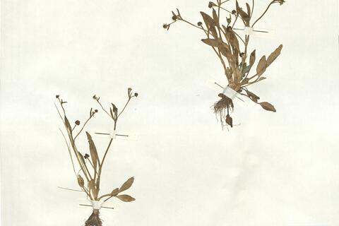 Ranunculus longipes Lange ex Cutanda -  RO-HSepv 16915 photo