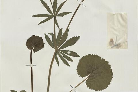 Ranunculus macrantherus (Markl.) S. Ericsson -  RO-HSepv 16007 - immagine 2