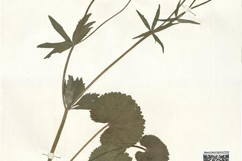 Ranunculus macrantherus (Markl.) S. Ericsson -  RO-HSepv 16007 photo