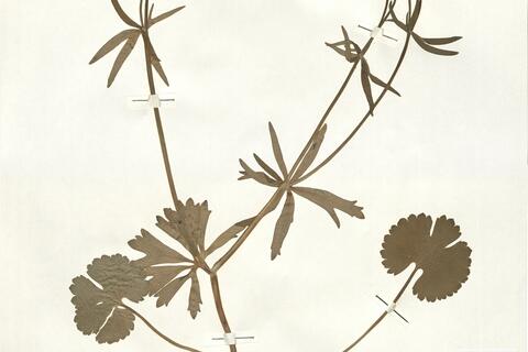 Ranunculus macrotis Brodtbeck  -  RO-HSepv 16008 photo