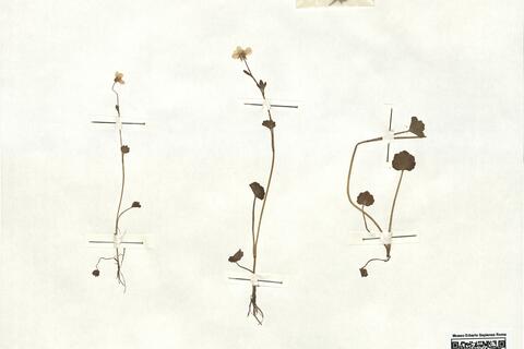 Ranunculus marginatus D'Urv. - RO-HSepv 16916 photo