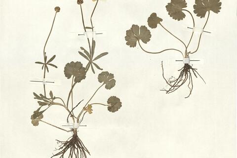 Ranunculus marsicus Guss. & Ten. ^ -  RO-HSepv 13073 photo