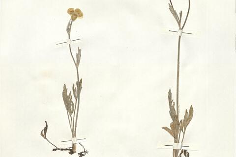 Ranunculus monspeliacus L.var. angustilobus DC. -  RO-HSepv 15022 photo