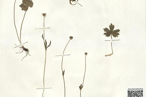 Ranunculus montanus Willd. -  RO-HSepv 14039 photo