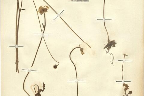 Ranunculus nigrescens Freyn -  RO-HSepv 12152 photo