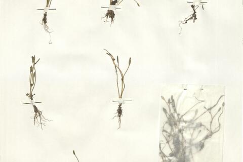 Ranunculus nodiflorus L. - RO-HSepv 16009 photo