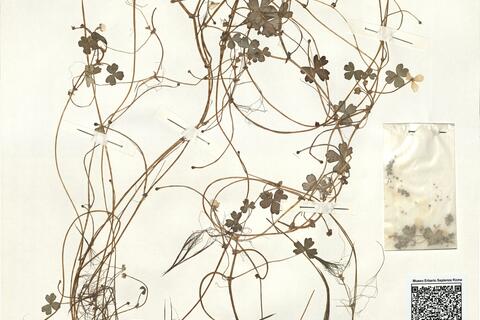 Ranunculus ololeucos Lloyd ^ -  RO-HSepv 15023 photo