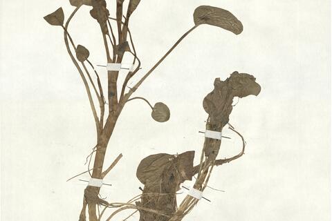 Ranunculus ophioglossifolius Vill. -  RO-HSepv 17912 photo