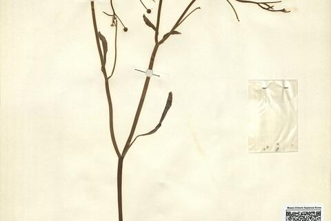 Ranunculus ophiooglossifolius Vill. - RO-HSepv 11231 photo