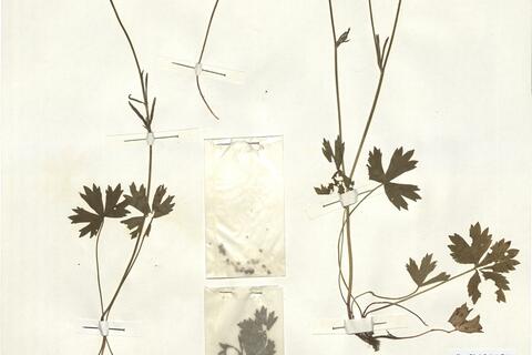 Ranunculus oreophilus Bieb. - RO-HSepv 15024 photo